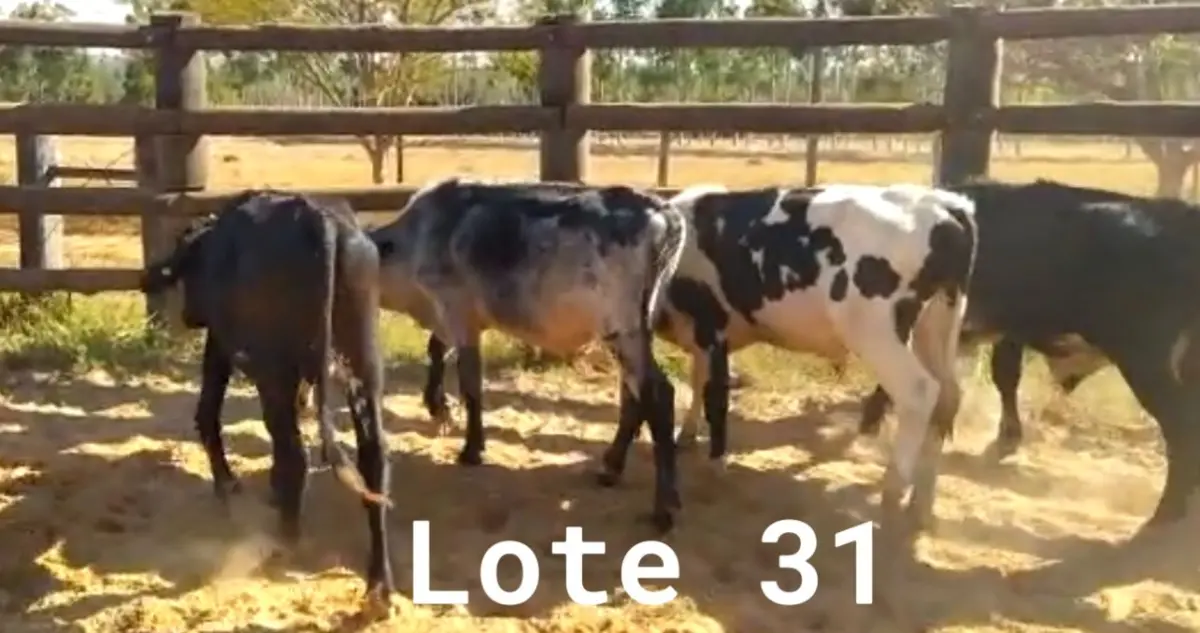LOTE 031