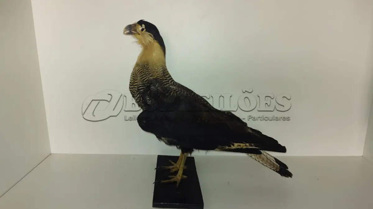 LOTE 024 - TAXIDERMIA GAVIÃO (NO ESTADO)