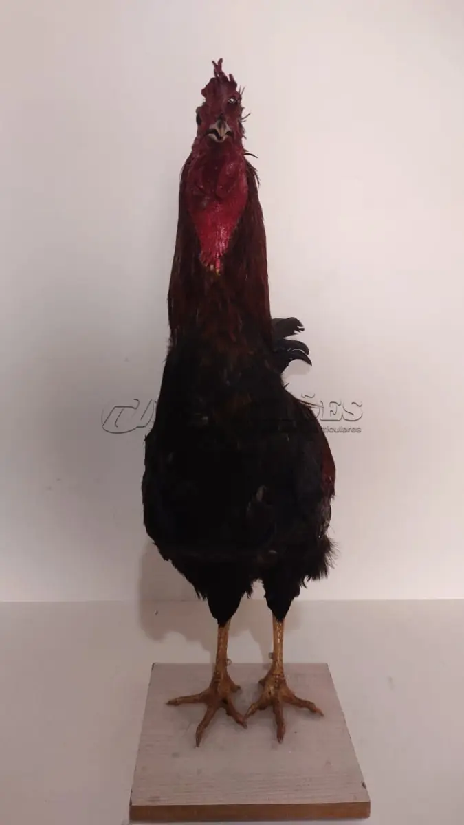 LOTE 025 - TAXIDERMIA GALO ALTURA 60 CM (NO ESTADO)