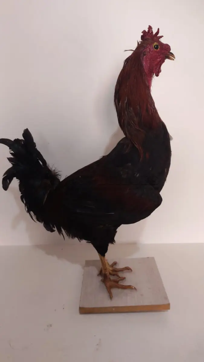LOTE 025 - TAXIDERMIA GALO ALTURA 60 CM (NO ESTADO)