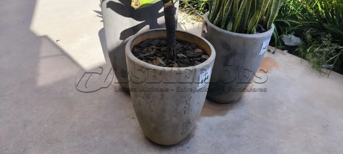 LOTE 144 - 01 JARRO COM PLANTAS VIVAS DECORATIVAS (NO ESTADO) ATENÇÃO! FAZER A VISITAÇÃO ANTES DE ARREMATAR, NÃO SABEMOS SE FUNCIONA. LEILÃO NÃO TEM GARANTIA E NEM DEVOLUÇÃO, SUJEITO A POSSÍVEIS AVARIAS VISÍVEIS/OCULTAS E/OU AUSÊNCIA DE COMPONENTES.