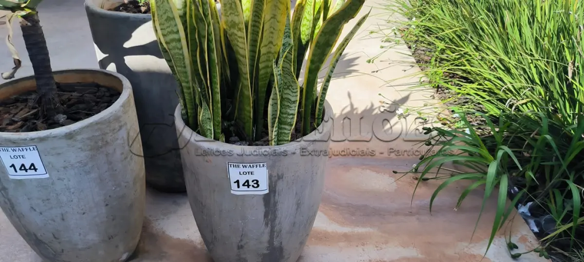 LOTE 141 - 01 JARRO COM PLANTAS VIVAS DECORATIVAS (NO ESTADO) ATENÇÃO! FAZER A VISITAÇÃO ANTES DE ARREMATAR, NÃO SABEMOS SE FUNCIONA. LEILÃO NÃO TEM GARANTIA E NEM DEVOLUÇÃO, SUJEITO A POSSÍVEIS AVARIAS VISÍVEIS/OCULTAS E/OU AUSÊNCIA DE COMPONENTES.