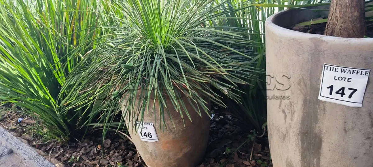 LOTE 146 - 01 JARRO COM PLANTAS VIVAS DECORATIVAS (NO ESTADO) ATENÇÃO! FAZER A VISITAÇÃO ANTES DE ARREMATAR, NÃO SABEMOS SE FUNCIONA. LEILÃO NÃO TEM GARANTIA E NEM DEVOLUÇÃO, SUJEITO A POSSÍVEIS AVARIAS VISÍVEIS/OCULTAS E/OU AUSÊNCIA DE COMPONENTES.