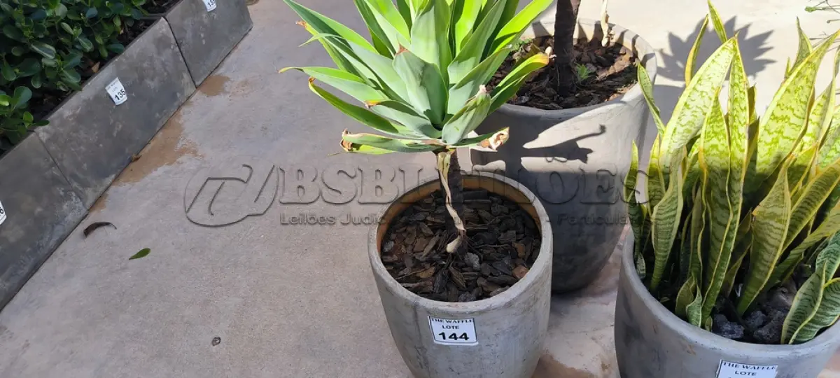 LOTE 144 - 01 JARRO COM PLANTAS VIVAS DECORATIVAS (NO ESTADO) ATENÇÃO! FAZER A VISITAÇÃO ANTES DE ARREMATAR, NÃO SABEMOS SE FUNCIONA. LEILÃO NÃO TEM GARANTIA E NEM DEVOLUÇÃO, SUJEITO A POSSÍVEIS AVARIAS VISÍVEIS/OCULTAS E/OU AUSÊNCIA DE COMPONENTES.