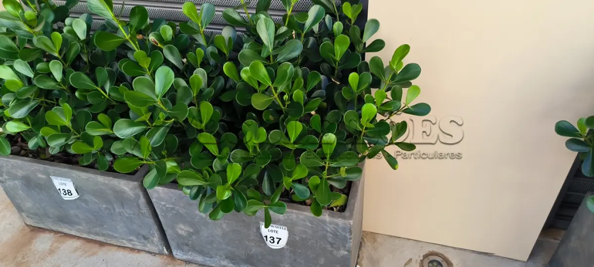LOTE 137 - 01 JARRO COM PLANTAS VIVAS DECORATIVAS (NO ESTADO) ATENÇÃO! FAZER A VISITAÇÃO ANTES DE ARREMATAR, NÃO SABEMOS SE FUNCIONA. LEILÃO NÃO TEM GARANTIA E NEM DEVOLUÇÃO, SUJEITO A POSSÍVEIS AVARIAS VISÍVEIS/OCULTAS E/OU AUSÊNCIA DE COMPONENTES.