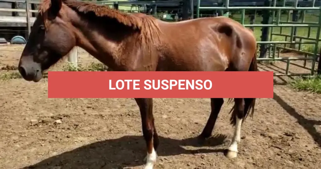 LOTE 039