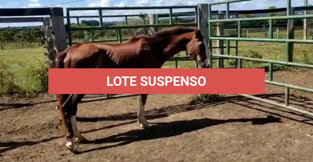 LOTE 041