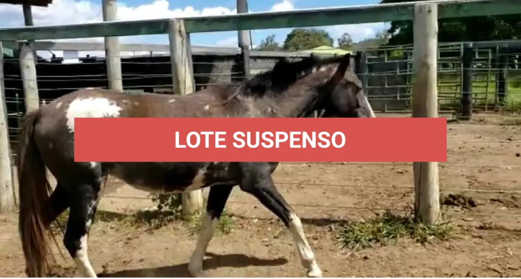 LOTE 038