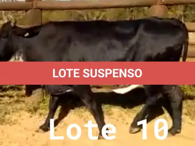 LOTE 010 - 01 VACA GIROLANDA, (IDENTIFICAÇÃO CAG 8615 MÃE CAG 3295, PAI RUSH RO, NASCIMENTO 04/08/2015, REPRODUÇÃO COBERTA, TOURO GALANTE NEL 077, PESO 06/06/2022, 720KG.