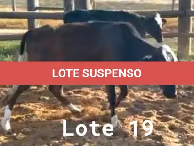 LOTE 019 - 01 BEZERRA GIROLANDA, (IDENTIFICAÇÃO FAL 453 3/4, MÃE GHC 7336, PAI T.272, NASCIMENTO 15/01/2021, PESO 06/06/2022, 195KG E 01 BEZERRA GIROLANDA, (IDENTIFICAÇÃO FAL 462 5/8, MÃE FAL 354 3/4, PAI T.272, NASCIMENTO 04/04/2021, PESO 06/06/2022, 166KG. (TOTAL 02 BEZERRAS GIROLANDAS)