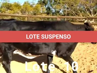 LOTE 010 - 01 VACA GIROLANDA, (IDENTIFICAÇÃO CAG 8615 MÃE CAG 3295, PAI RUSH RO, NASCIMENTO 04/08/2015, REPRODUÇÃO COBERTA, TOURO GALANTE NEL 077, PESO 06/06/2022, 720KG.