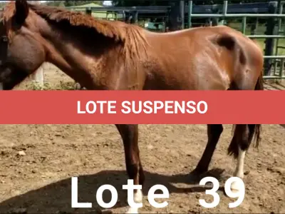 LOTE 039 - 01 EQUINO, (IDENTIFICAÇÃO CAG 31, NOME MAIA, CATEGORIA ÉGUA, MÃE SI, PAI CRIOULO, PELAGEM TORDILHA, NASCIMENTO 17/10/2016.