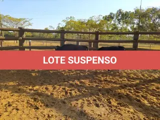 LOTE 019 - 01 BEZERRA GIROLANDA, (IDENTIFICAÇÃO FAL 453 3/4, MÃE GHC 7336, PAI T.272, NASCIMENTO 15/01/2021, PESO 06/06/2022, 195KG E 01 BEZERRA GIROLANDA, (IDENTIFICAÇÃO FAL 462 5/8, MÃE FAL 354 3/4, PAI T.272, NASCIMENTO 04/04/2021, PESO 06/06/2022, 166KG. (TOTAL 02 BEZERRAS GIROLANDAS)