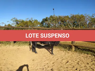 LOTE 010 - 01 VACA GIROLANDA, (IDENTIFICAÇÃO CAG 8615 MÃE CAG 3295, PAI RUSH RO, NASCIMENTO 04/08/2015, REPRODUÇÃO COBERTA, TOURO GALANTE NEL 077, PESO 06/06/2022, 720KG.