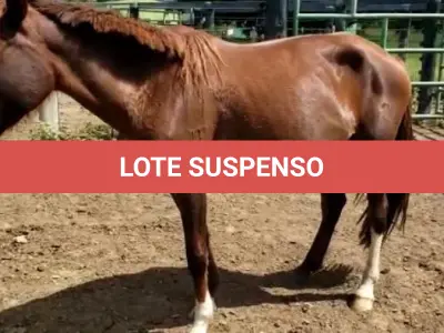 LOTE 039 - 01 EQUINO, (IDENTIFICAÇÃO CAG 31, NOME MAIA, CATEGORIA ÉGUA, MÃE SI, PAI CRIOULO, PELAGEM TORDILHA, NASCIMENTO 17/10/2016.