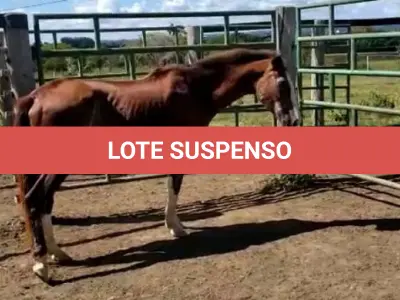 LOTE 041 - 01 EQUINO, (IDENTIFICAÇÃO CAG 33, NOME ROSA, CATEGORIA ÉGUA, MÃE SL, PAI SL, PELAGEM ALAZÃ, NASCIMENTO 01/01/2007.