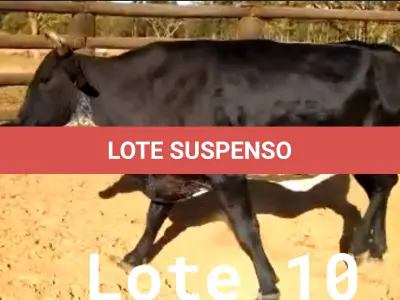 LOTE 010 - 01 VACA GIROLANDA, (IDENTIFICAÇÃO CAG 8615 MÃE CAG 3295, PAI RUSH RO, NASCIMENTO 04/08/2015, REPRODUÇÃO COBERTA, TOURO GALANTE NEL 077, PESO 06/06/2022, 720KG.