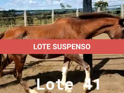 LOTE 041 - 01 EQUINO, (IDENTIFICAÇÃO CAG 33, NOME ROSA, CATEGORIA ÉGUA, MÃE SL, PAI SL, PELAGEM ALAZÃ, NASCIMENTO 01/01/2007.