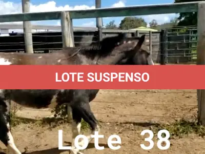 LOTE 038 - 01 EQUINO, (IDENTIFICAÇÃO CAG 23, NOME MANTEGUINHA, CATEGORIA POTRA, MÃE MAYA 31, PAI RETRATO, PELAGEM PAMPA TORDILHA, NASCIMENTO 28/11/2019.