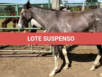 LOTE 037 - 01 EQUINO, (IDENTIFICAÇÃO CAG 17, NOME BOHEMIA, CATEGORIA POTRA, MÃE ROSA, PAI RETRATO, PELAGEM TORDILHA, NASCIMENTO 19/10/2019.