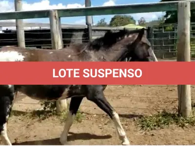 LOTE 038 - 01 EQUINO, (IDENTIFICAÇÃO CAG 23, NOME MANTEGUINHA, CATEGORIA POTRA, MÃE MAYA 31, PAI RETRATO, PELAGEM PAMPA TORDILHA, NASCIMENTO 28/11/2019.