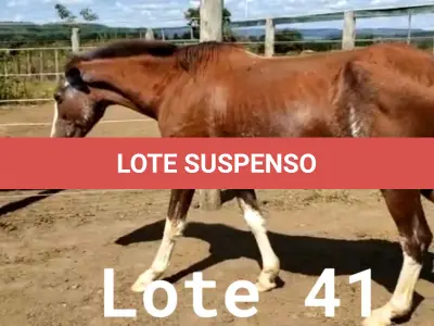 LOTE 041 - 01 EQUINO, (IDENTIFICAÇÃO CAG 33, NOME ROSA, CATEGORIA ÉGUA, MÃE SL, PAI SL, PELAGEM ALAZÃ, NASCIMENTO 01/01/2007.