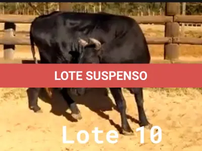 LOTE 010 - 01 VACA GIROLANDA, (IDENTIFICAÇÃO CAG 8615 MÃE CAG 3295, PAI RUSH RO, NASCIMENTO 04/08/2015, REPRODUÇÃO COBERTA, TOURO GALANTE NEL 077, PESO 06/06/2022, 720KG.