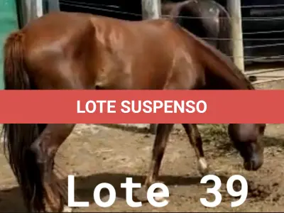 LOTE 039 - 01 EQUINO, (IDENTIFICAÇÃO CAG 31, NOME MAIA, CATEGORIA ÉGUA, MÃE SI, PAI CRIOULO, PELAGEM TORDILHA, NASCIMENTO 17/10/2016.