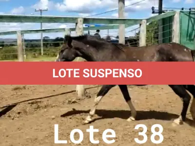 LOTE 038 - 01 EQUINO, (IDENTIFICAÇÃO CAG 23, NOME MANTEGUINHA, CATEGORIA POTRA, MÃE MAYA 31, PAI RETRATO, PELAGEM PAMPA TORDILHA, NASCIMENTO 28/11/2019.