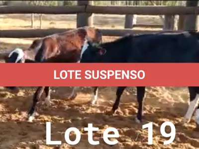 LOTE 019 - 01 BEZERRA GIROLANDA, (IDENTIFICAÇÃO FAL 453 3/4, MÃE GHC 7336, PAI T.272, NASCIMENTO 15/01/2021, PESO 06/06/2022, 195KG E 01 BEZERRA GIROLANDA, (IDENTIFICAÇÃO FAL 462 5/8, MÃE FAL 354 3/4, PAI T.272, NASCIMENTO 04/04/2021, PESO 06/06/2022, 166KG. (TOTAL 02 BEZERRAS GIROLANDAS)