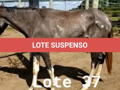 LOTE 037 - 01 EQUINO, (IDENTIFICAÇÃO CAG 17, NOME BOHEMIA, CATEGORIA POTRA, MÃE ROSA, PAI RETRATO, PELAGEM TORDILHA, NASCIMENTO 19/10/2019.