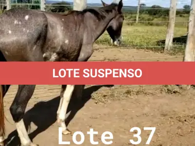 LOTE 037 - 01 EQUINO, (IDENTIFICAÇÃO CAG 17, NOME BOHEMIA, CATEGORIA POTRA, MÃE ROSA, PAI RETRATO, PELAGEM TORDILHA, NASCIMENTO 19/10/2019.