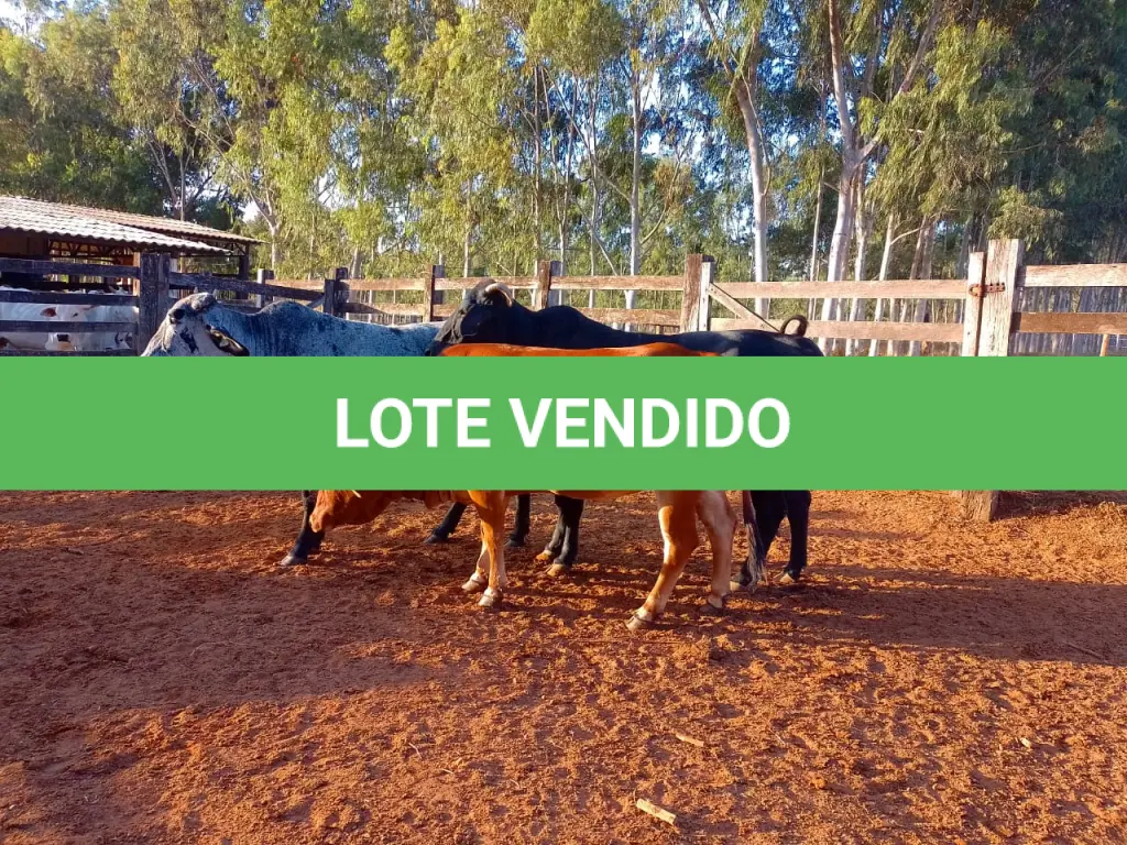 LOTE 034