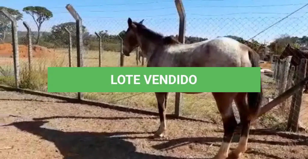 LOTE 043