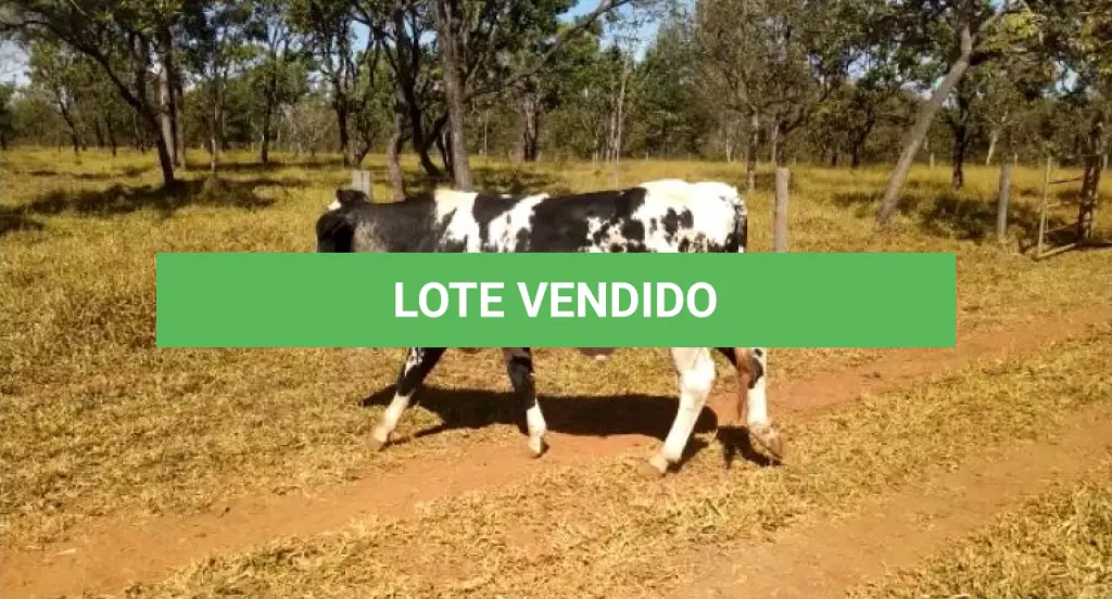 LOTE 033