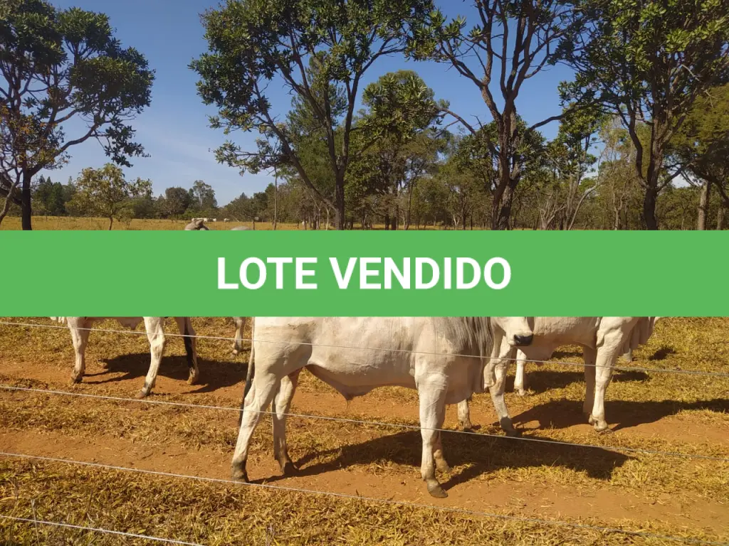 LOTE 035