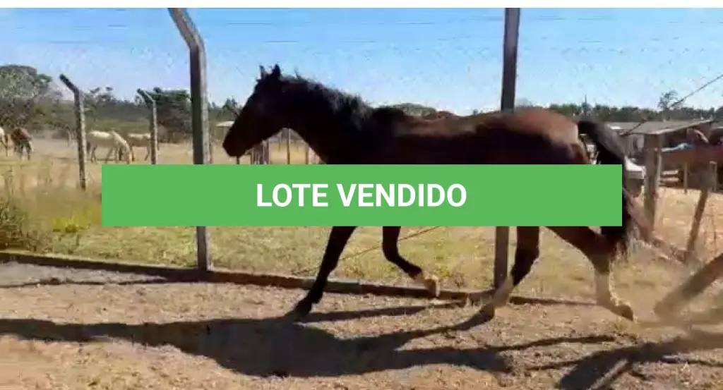LOTE 042