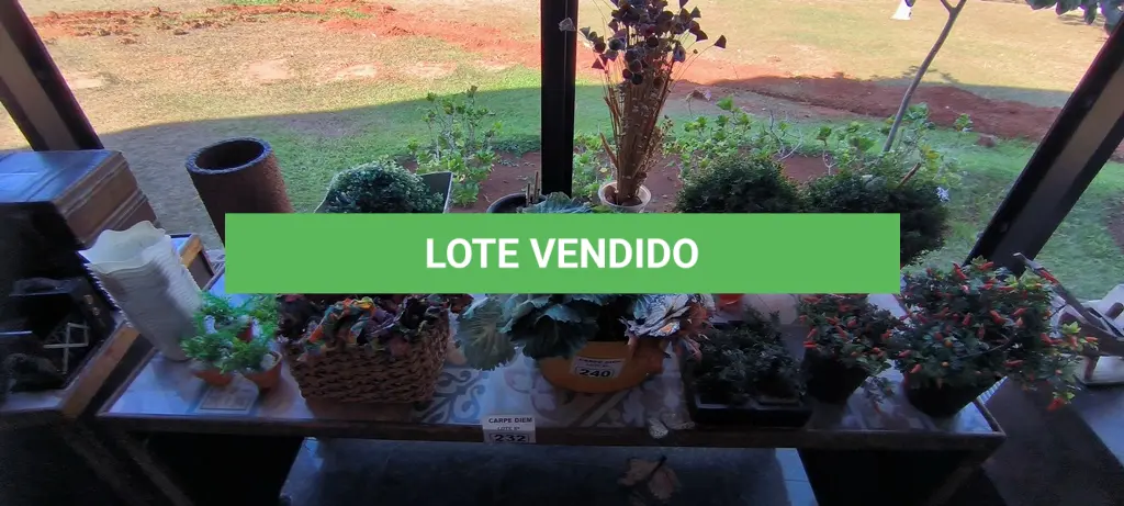 LOTE 240
