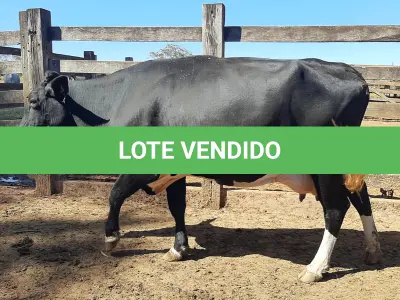 LOTE 008 - 01 VACA GIROLANDA, (IDENTIFICAÇÃO FAL 138 3/4 MÃE GHN 211, PAI LOADED, NASCIMENTO 30/04/2015, REPRODUÇÃO PRENHE PP 14/02/2023, TOURO EMBAIXADOR 5/8 ROL, PESO 06/06/2022, 618KG.