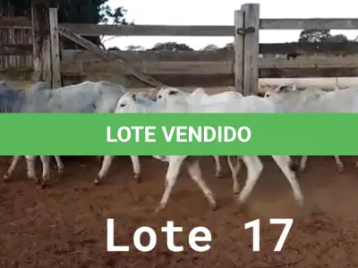 LOTE 017 - 01 BEZERRA NELORE/ANELORADA, (IDENTIFICAÇÃO NLN 501 MÃE NLC 180, PAI T-2180, NASCIMENTO 21/09/2021, PESO 06/06/2022, 236KG, 01 BEZERRA NELORE/ANELORADA, (IDENTIFICAÇÃO NLN 507 MÃE NLC 020, PAI SIKABAD, NASCIMENTO 14/11/2021, PESO 06/06/2022, 179KG, 01 BEZERRA NELORE/ANELORADA, (IDENTIFICAÇÃO NLN 508 MÃE NLC 249, PAI SIKABAD, NASCIMENTO 14/11/2021, PESO 06/06/2022, 187KG, 01 BEZERRA NELORE/ANELORADA, (IDENTIFICAÇÃO NLN 516 MÃE NLC 237, PAI ZELO AJ , NASCIMENTO 27/12/2021, PESO 06/06/2022, 180KG E 01 BEZERRA NELORE/ANELORADA, (IDENTIFICAÇÃO CAG 3421 MÃE CAG 618, PAI THOR NEL 0917, NASCIMENTO 03/12/2021, PESO 06/06/2022, 192KG (TOTAL 5 BEZERRAS)