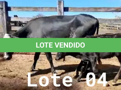 LOTE 004 - 01 VACA GIROLANDA COM CRIA AO PÉ, (IDENTIFICAÇÃO 5/8 HOL 490 MACHO, PAI QUINCAS 5/8, NASCIMENTO 11/11/2021.