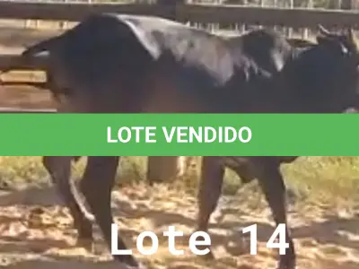 LOTE 014 - 01 NOVILHA NELORE/ANELORADA, (IDENTIFICAÇÃO NLN 472 MÃE CAG 5810, PAI T-2180, NASCIMENTO 29/01/2020, PESO 06/06/2022, 420KG.