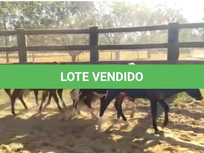 LOTE 027 - 01 BEZERRO GIROLANDO, (IDENTIFICAÇÃO FAL 483 5/8 SB, MÃE FAL 123 3/4, PAI B. CHORAL, NASCIMENTO 28/08/2021, PESO 06/06/2022, 92 KG, 01 BEZERRA GIROLANDO, (IDENTIFICAÇÃO FAL 484 5/8, MÃE FAL 136 3/4, PAI T.272, NASCIMENTO 03/09/2021, PESO 06/06/2022, 107 KG, 01 BEZERRO GIROLANDO, (IDENTIFICAÇÃO FAL 485 3/4, MÃE SB, PAI SPICE, NASCIMENTO 10/09/2021, PESO 06/06/2022, 123 KG, 01 BEZERRO GIROLANDO, (IDENTIFICAÇÃO FAL 487 5/8, MÃE FAL 160 3/4, PAI B. CHORAL, NASCIMENTO 27/09/2021, PESO 104 KG, 01 BEZERRO GIROLANDO, (IDENTIFICAÇÃO FAL 488 3/4, MÃE GHC 1076, PAI SPICE, NASCIMENTO 28/10/2021, PESO 06/06/2022, 117 KG E 01 BEZERRO GIROLANDO, (IDENTIFICAÇÃO FAL 489 5/8, MÃE FAL 374 3/4, PAI QUINCAS, NASCIMENTO 16/11/2021, PESO 06/06/2022, 115 KG . (TOTAL 06 BEZERROS GIROLANDO)