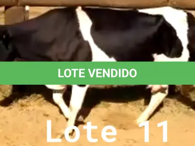 LOTE 011 - 01 VACA GIROLANDA, (IDENTIFICAÇÃO CAG 1217 MÃE CAG 4312, PAI CORAÇÃO, NASCIMENTO 03/05/2017, REPRODUÇÃO COBERTA, TOURO GALANTE NEL 077, PESO 06/06/2022, 417KG.
