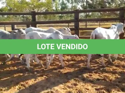 LOTE 024 - 01 BEZERRO NELORE, (IDENTIFICAÇÃO NLN 503, MÃE NLC 022, PAI T- 2180, NASCIMENTO 30/09/2021, PESO 06/06/2022, 217 KG), 01 BEZERRO NELORE, (IDENTIFICAÇÃO NLN 504, MÃE NLC106, PAI T-2180, NASCIMENTO 01/10/2021, PESO 06/06/2022, 254 KG) E 01 BEZERRO NELORE, (IDENTIFICAÇÃO NLN 505, MÃE NLC 030, PAI T- 2180, NASCIMENTO 05/10/2021, PESO 06/06/2022, 213 KG). (TOTAL 03 BEZERROS NELORE)