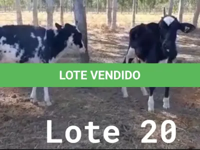 LOTE 020 - 01 BEZERRA GIROLANDA, (IDENTIFICAÇÃO FAL 471 3/4, MÃE GHN 01, PAI DOOZER, NASCIMENTO 06/06/2021, PESO 06/06/2022, 101,5KG E 01 BEZERRA GIROLANDA, (IDENTIFICAÇÃO FAL 486 3/4, MÃE GHC 7345, PAI MONETÁRY, NASCIMENTO 25/09/2021, PESO 06/06/2022, 95,0 KG. (TOTAL 02 BEZERRAS GIROLANDAS)