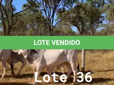 LOTE 036 - 72 ANIMAIS EXPERIMENTAIS NASCIMENTO OUTUBRO A DEZEMBRO 2020, (IDENTIFICAÇÃO NL 01, PESO 24/06/2022, 477KG, 01 ANIMAL EXPERIMENTAL, (IDENTIFICAÇÃO NL 02, PESO 24/06/2022, 433KG, 01 ANIMAL EXPERIMENTAL, (IDENTIFICAÇÃO NL 03, PESO 24/06/2022, 439KG, 01 ANIMAL EXPERIMENTAL, (IDENTIFICAÇÃO NL 04, PESO 24/06/2022, 446KG, 01 ANIMAL EXPERIMENTAL, (IDENTIFICAÇÃO NL 05, PESO 24/06/2022, 413KG, 01 ANIMAL EXPERIMENTAL, (IDENTIFICAÇÃO NL 06, PESO 24/06/2022, 531KG, 01 ANIMAL EXPERIMENTAL, (IDENTIFICAÇÃO NL 07, PESO 24/06/2022, 438KG, 01 ANIMAL EXPERIMENTAL, (IDENTIFICAÇÃO NL 08, PESO 24/06/2022, 458KG, 01 ANIMAL EXPERIMENTAL, (IDENTIFICAÇÃO NL 10, PESO 24/06/2022, 433KG, 01 ANIMAL EXPERIMENTAL, (IDENTIFICAÇÃO NL 11, PESO 24/06/2022, 438KG, 01 ANIMAL EXPERIMENTAL, (IDENTIFICAÇÃO NL 12, PESO 24/06/2022, 478KG, 01 ANIMAL EXPERIMENTAL, (IDENTIFICAÇÃO NL 13, PESO 24/06/2022, 467KG, 01 ANIMAL EXPERIMENTAL, (IDENTIFICAÇÃO NL 14, PESO 24/06/2022, 452KG, 01 ANIMAL EXPERIMENTAL, (IDENTIFICAÇÃO NL 15, PESO 24/06/2022, 419KG, 01 ANIMAL EXPERIMENTAL, (IDENTIFICAÇÃO NL 16, PESO 24/06/2022, 546KG, 01 ANIMAL EXPERIMENTAL, (IDENTIFICAÇÃO NL 17, PESO 24/06/2022, 398KG, 01 ANIMAL EXPERIMENTAL, (IDENTIFICAÇÃO NL 18, PESO 24/06/2022, 505KG, 01 ANIMAL EXPERIMENTAL, (IDENTIFICAÇÃO NL 19, PESO 24/06/2022, 516KG, 01 ANIMAL EXPERIMENTAL, (IDENTIFICAÇÃO NL 20, PESO 24/06/2022, 466KG, 01 ANIMAL EXPERIMENTAL, (IDENTIFICAÇÃO NL 21, PESO 24/06/2022, 471KG, 01 ANIMAL EXPERIMENTAL, (IDENTIFICAÇÃO NL 22, PESO 24/06/2022, 486KG, 01 ANIMAL EXPERIMENTAL, (IDENTIFICAÇÃO NL 23 PESO 24/06/2022, 503KG, 01 ANIMAL EXPERIMENTAL, (IDENTIFICAÇÃO NL 24 PESO 24/06/2022, 486KG, 01 ANIMAL EXPERIMENTAL, (IDENTIFICAÇÃO NL 25 PESO 24/06/2022, 466KG, 01 ANIMAL EXPERIMENTAL, (IDENTIFICAÇÃO NL 26 PESO 24/06/2022, 472KG, 01 ANIMAL EXPERIMENTAL, (IDENTIFICAÇÃO NL 27 PESO 24/06/2022, 437KG, 01 ANIMAL EXPERIMENTAL, (IDENTIFICAÇÃO NL 28 PESO 24/06/2022, 469KG, 01 ANIMAL EXPERIMENTAL, (IDENTIFICAÇÃO NL 29 PESO 24/06/2022, 454KG, 01 ANIMAL EXPERIMENTAL, (IDENTIFICAÇÃO NL 30 PESO 24/06/2022, 440KG, 01 ANIMAL EXPERIMENTAL, (IDENTIFICAÇÃO NL 31 PESO 24/06/2022, 464KG, 01 ANIMAL EXPERIMENTAL, (IDENTIFICAÇÃO NL 32 PESO 24/06/2022, 482KG, 01 ANIMAL EXPERIMENTAL, (IDENTIFICAÇÃO NL 33 PESO 24/06/2022, 409KG, 01 ANIMAL EXPERIMENTAL, (IDENTIFICAÇÃO NL 34 PESO 24/06/2022, 485KG, 01 ANIMAL EXPERIMENTAL, (IDENTIFICAÇÃO NL 36 PESO 24/06/2022, 517KG, 01 ANIMAL EXPERIMENTAL, (IDENTIFICAÇÃO NL 37 PESO 24/06/2022, 496KG, 01 ANIMAL EXPERIMENTAL, (IDENTIFICAÇÃO NL 41, PESO 24/06/2022, 447KG, 01 ANIMAL EXPERIMENTAL, (IDENTIFICAÇÃO NL 43 PESO 24/06/2022, 461KG, 01 ANIMAL EXPERIMENTAL, (IDENTIFICAÇÃO NL 44, PESO 24/06/2022, 393KG, 01 ANIMAL EXPERIMENTAL, (IDENTIFICAÇÃO NL 46, PESO 24/06/2022, 451KG, 01 ANIMAL EXPERIMENTAL, (IDENTIFICAÇÃO NL 47, PESO 24/06/2022, 458KG, 01 ANIMAL EXPERIMENTAL, (IDENTIFICAÇÃO NL 48, PESO 24/06/2022, 442KG, 01 ANIMAL EXPERIMENTAL, (IDENTIFICAÇÃO NL 49, PESO 24/06/2022, 436KG, 01 ANIMAL EXPERIMENTAL, (IDENTIFICAÇÃO NL 51, PESO 24/06/2022, 392KG, 01 ANIMAL EXPERIMENTAL, (IDENTIFICAÇÃO NL 53, PESO 24/06/2022, 449KG, 01 ANIMAL EXPERIMENTAL, (IDENTIFICAÇÃO NL 54, PESO 24/06/2022, 470KG, 01 ANIMAL EXPERIMENTAL, (IDENTIFICAÇÃO NL 55, PESO 24/06/2022, 482KG, 01 ANIMAL EXPERIMENTAL, (IDENTIFICAÇÃO NL 61, PESO 24/06/2022, 476KG, 01 ANIMAL EXPERIMENTAL, (IDENTIFICAÇÃO NL 62, PESO 24/06/2022, 419KG, 01 ANIMAL EXPERIMENTAL, (IDENTIFICAÇÃO NL 63, PESO 24/06/2022, 475KG, 01 ANIMAL EXPERIMENTAL, (IDENTIFICAÇÃO NL 65, PESO 24/06/2022, 484KG, 01 ANIMAL EXPERIMENTAL, (IDENTIFICAÇÃO NL 66, PESO 24/06/2022, 532KG, 01 ANIMAL EXPERIMENTAL, (IDENTIFICAÇÃO NL 67, PESO 24/06/2022, 478KG, 01 ANIMAL EXPERIMENTAL, (IDENTIFICAÇÃO NL 68, PESO 24/06/2022, 466KG, 01 ANIMAL EXPERIMENTAL, (IDENTIFICAÇÃO NL 69, PESO 24/06/2022, 413KG, 01 ANIMAL EXPERIMENTAL, (IDENTIFICAÇÃO NL 70, PESO 24/06/2022, 485KG, 01 ANIMAL EXPERIMENTAL, (IDENTIFICAÇÃO NL 72, PESO 24/06/2022, 442KG, 01 ANIMAL EXPERIMENTAL, (IDENTIFICAÇÃO NL 73, PESO 24/06/2022, 467KG, 01 ANIMAL EXPERIMENTAL, (IDENTIFICAÇÃO NL 74, PESO 24/06/2022, 515KG, 01 ANIMAL EXPERIMENTAL, (IDENTIFICAÇÃO NL 75, PESO 24/06/2022, 436KG, 01 ANIMAL EXPERIMENTAL, (IDENTIFICAÇÃO NL 76, PESO 24/06/2022, 477KG, 01 ANIMAL EXPERIMENTAL, (IDENTIFICAÇÃO NL 77, PESO 24/06/2022, 471KG, 01 ANIMAL EXPERIMENTAL, (IDENTIFICAÇÃO NL 79, PESO 24/06/2022, 436KG, 01 ANIMAL EXPERIMENTAL, (IDENTIFICAÇÃO NL 80, PESO 24/06/2022, 475KG, 01 ANIMAL EXPERIMENTAL, (IDENTIFICAÇÃO NL 81, PESO 24/06/2022, 441KG, 01 ANIMAL EXPERIMENTAL, (IDENTIFICAÇÃO NL 82, PESO 24/06/2022, 460KG, 01 ANIMAL EXPERIMENTAL, (IDENTIFICAÇÃO NL 84, PESO 24/06/2022, 428KG, 01 ANIMAL EXPERIMENTAL, (IDENTIFICAÇÃO NL 85, PESO 24/06/2022, 447KG, 01 ANIMAL EXPERIMENTAL, (IDENTIFICAÇÃO NL 86, PESO 24/06/2022, 480KG, 01 ANIMAL EXPERIMENTAL, (IDENTIFICAÇÃO NL 88, PESO 24/06/2022, 490KG, 01 ANIMAL EXPERIMENTAL, (IDENTIFICAÇÃO NL 89, PESO 24/06/2022, 506KG, 01 ANIMAL EXPERIMENTAL, (IDENTIFICAÇÃO NL 90, PESO 24/06/2022, 433KG E 01 ANIMAL EXPERIMENTAL, (IDENTIFICAÇÃO NL 91, PESO 24/06/2022, 457KG.