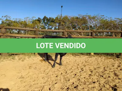 LOTE 012 - 01 VACA GIROLANDA, (IDENTIFICAÇÃO CAG 1817 MÃE CAG 3293, PAI STEWART HO, NASCIMENTO 20/07/2017, REPRODUÇÃO COBERTA, TOURO GALANTE NEL 077, PESO 06/06/2022, 521KG.