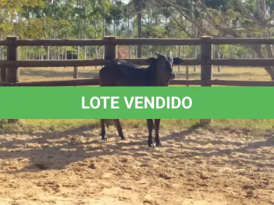 LOTE 014 - 01 NOVILHA NELORE/ANELORADA, (IDENTIFICAÇÃO NLN 472 MÃE CAG 5810, PAI T-2180, NASCIMENTO 29/01/2020, PESO 06/06/2022, 420KG.