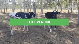 LOTE 020 - 01 BEZERRA GIROLANDA, (IDENTIFICAÇÃO FAL 471 3/4, MÃE GHN 01, PAI DOOZER, NASCIMENTO 06/06/2021, PESO 06/06/2022, 101,5KG E 01 BEZERRA GIROLANDA, (IDENTIFICAÇÃO FAL 486 3/4, MÃE GHC 7345, PAI MONETÁRY, NASCIMENTO 25/09/2021, PESO 06/06/2022, 95,0 KG. (TOTAL 02 BEZERRAS GIROLANDAS)
